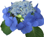 あじさい画像